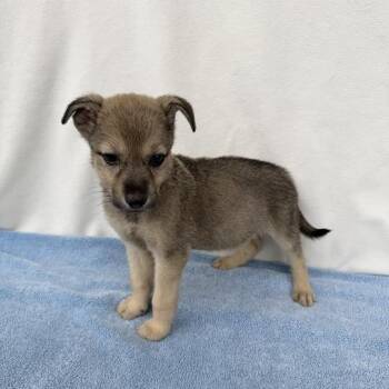 Doc McStuffins -  German Shepherd Dog and Mixed Breed Dog for Adoption in Carencro, Louisiana - Doc McStuffins | PetCurious