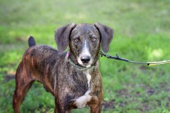Pongo -  Pointer Dog for Adoption in Monticello, Minnesota - Pongo | PetCurious