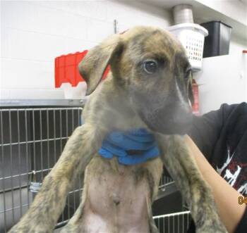 Pit Bull Terrier and Mixed Breed Dogs Available for Adoption in Oklahoma City, Oklahoma - A472366 | PetCurious