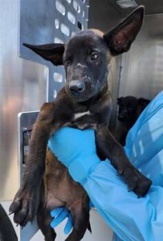A814332 -  Belgian Shepherd Malinois Dog for Adoption in San Antonio, Texas - A814332 | PetCurious