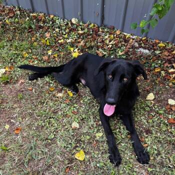 Eminem -  Labrador Retriever and Shepherd Dog for Adoption in Brownsboro, Alabama - Eminem | PetCurious