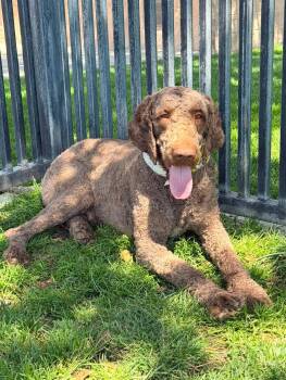 Paddington -  Labradoodle Dog for Adoption in Piedmont, California - Paddington | PetCurious