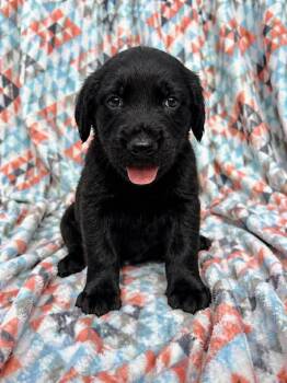 Mixed Breed and Golden Retriever Dogs Available for Adoption in Bellingham, Washington - Taffy | PetCurious