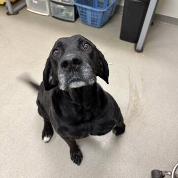 Black Labrador Retriever Dogs Available for Adoption - Winston | PetCurious