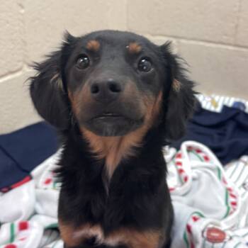 Rescue Chihuahua Dogs for Adoption in Kanab, Utah - Ramen | PetCurious