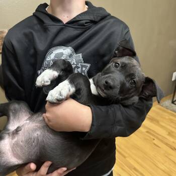 Rescue Mixed Breed Dogs for Adoption in Sioux Falls, South Dakota - Shadow | PetCurious