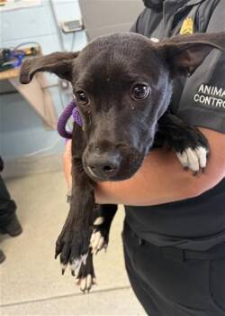 Pit Bull Terrier and Mixed Breed Dogs Available for Adoption in Tallahassee, Florida - MACKENZIE | PetCurious