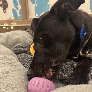 Midnight -  Mixed Breed Dog for Adoption in Asheville, North Carolina - Midnight | PetCurious