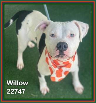 WILLOW -  Pit Bull Terrier and American Staffordshire Terrier Dog for Adoption in Marietta, Georgia - WILLOW | PetCurious