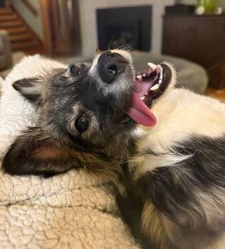 Papillon Dogs Available for Adoption in Eugene, Oregon - Dezi | PetCurious