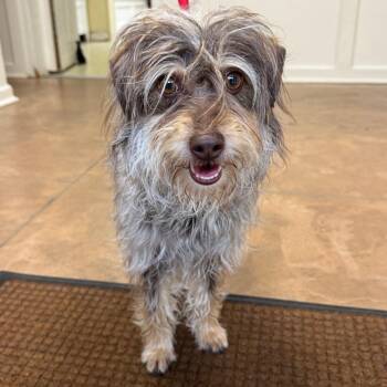 Terrier Dogs Available for Adoption in Riverwoods, Illinois - Greta | PetCurious
