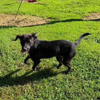 Pebble -  Mixed Breed Dog for Adoption in Erie, Pennsylvania - Pebble | PetCurious