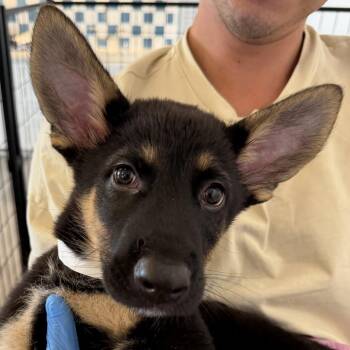 Larimar -  German Shepherd Dog and Mixed Breed Dog for Adoption in Los Angeles, California - Larimar | PetCurious