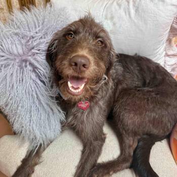 Furgie -  German Wirehaired Pointer Dog for Adoption in Albuquerque, New Mexico - Furgie | PetCurious