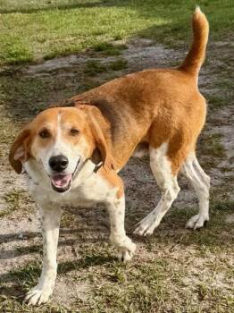 Memphis -  Hound and Mixed Breed Dog Available for Adoption in Port St. Joe, Florida - Memphis | PetCurious