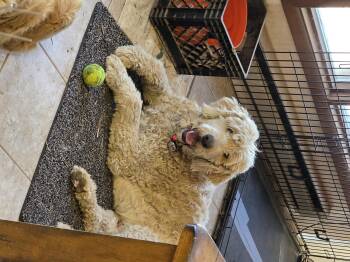 Labradoodle Dogs Available for Adoption in Sparks, Nevada - Lucky | PetCurious