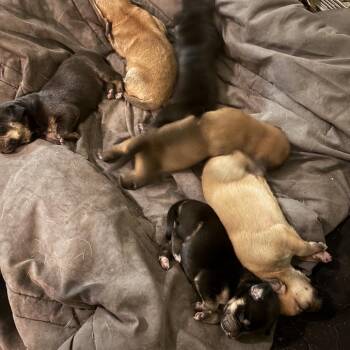ALPHARETTA - Marli -  Coonhound and Mixed Breed Dog for Adoption in Blairsville, Georgia - ALPHARETTA - Marli | PetCurious