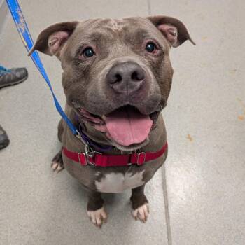 Champ -  American Staffordshire Terrier Dog Available for Adoption in New Castle, Delaware - Champ | PetCurious