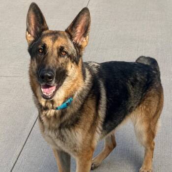 Yumi -  German Shepherd Dog Dog for Adoption in Newport Beach, California - Yumi | PetCurious