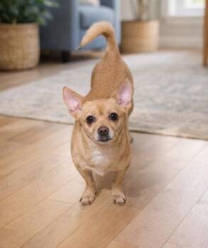 Rosie -  Chihuahua Dog for Adoption in Buffalo, New York - Rosie | PetCurious