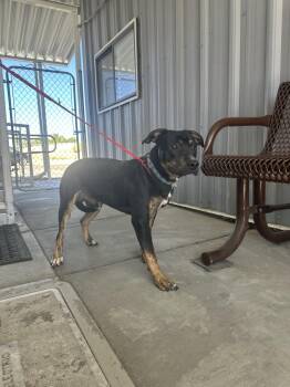 61724519 -  Pit Bull Terrier Dog for Adoption in Elko, Nevada - 61724519 | PetCurious