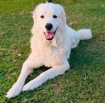 Rufus -  Great Pyrenees Dog for Adoption in Lucas, Texas - Rufus | PetCurious