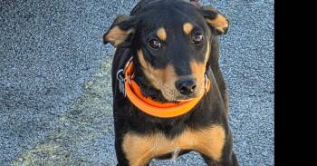 Mixed Breed Dogs Available for Adoption - Bear | PetCurious