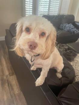 Rescue Cockapoo Dogs for Adoption in Sonora, California - Waffles | PetCurious
