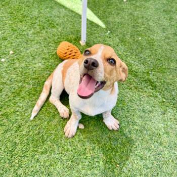 Josi -  Cattle Dog and Cardigan Welsh Corgi Dog for Adoption in Agoura Hills, California - Josi | PetCurious