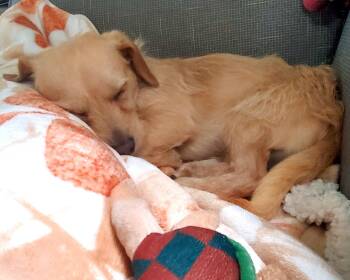 Border Terrier and Chihuahua Dogs Available for Adoption in Corona, California - Sandy | PetCurious