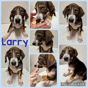 Larry -  Mixed Breed Dog for Adoption in Opelika, Alabama - Larry | PetCurious