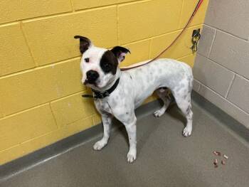 Rescue Pit Bull Terrier Dogs for Adoption in Colorado Springs, Colorado - CHANCE ORION | PetCurious