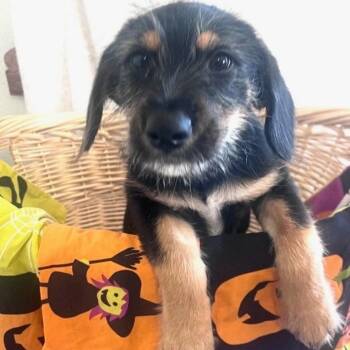 Gumball -  German Shepherd Dog and Labrador Retriever Dog for Adoption in Pensacola, Florida - Gumball | PetCurious
