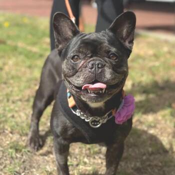 REMI -  French Bulldog Dog for Adoption in San Francisco, California - REMI | PetCurious