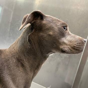 Billie -  Terrier Dog for Adoption in Des Moines, Iowa - Billie | PetCurious