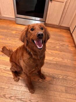 Golden Retriever Dogs Available for Adoption in Troy, Virginia - Lovey | PetCurious