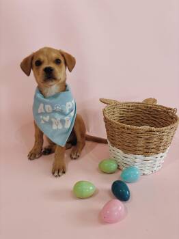 Labrador Retriever and Rottweiler Dogs Available for Adoption - Hopper | PetCurious