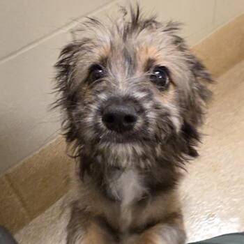 Brooks -  Terrier and Mixed Breed Dog for Adoption in Bristol, Indiana - Brooks | PetCurious