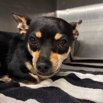 Yang -  Chihuahua Dog for Adoption in Portland, Oregon - Yang | PetCurious