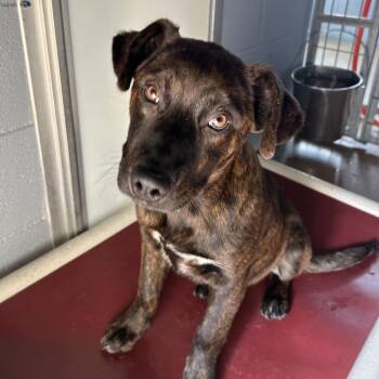 Retriever and Pit Bull Terrier Dogs Available for Adoption - COBO | PetCurious