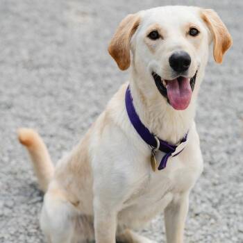 SNOWBALL -  Yellow Labrador Retriever Dog for Adoption in Louisville, Kentucky - SNOWBALL | PetCurious