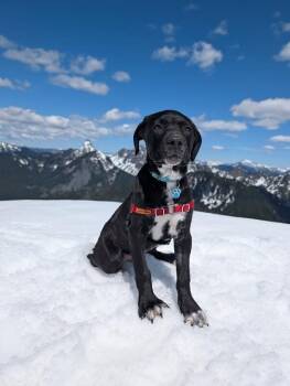 Hound and Pit Bull Terrier Dogs Available for Adoption in Friendswood, Texas - Fig Love PNW Adventure Boy Dog · Hound | PetCurious
