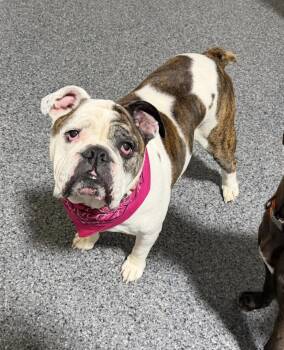English Bulldog Dogs Available for Adoption in Kutztown, Pennsylvania - Aurora | PetCurious