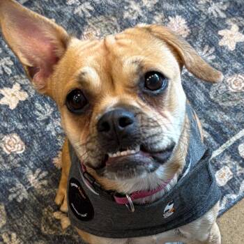 Luna -  Pug and Mixed Breed Dog for Adoption in Escondido, California - Luna | PetCurious