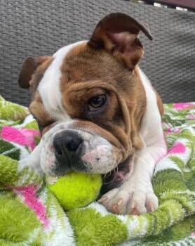 English Bulldog Dogs Available for Adoption - Rye | PetCurious