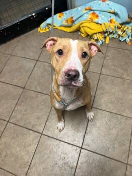 Rescue Pit Bull Terrier Dogs for Adoption in Marion, Ohio - Karma | PetCurious