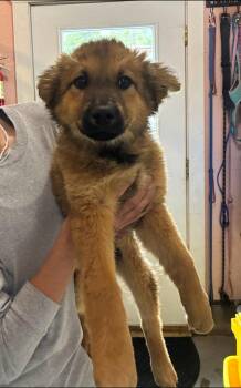 Petunia -  Australian Shepherd and Border Collie Dog for Adoption in Thompson Falls, Montana - Petunia | PetCurious