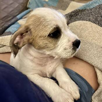 Willow -  Border Terrier and Schnauzer Dog Available for Adoption - Willow | PetCurious