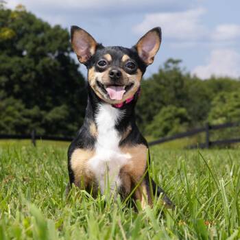 Tiny -  Mixed Breed Dog for Adoption in Franklin, Tennessee - Tiny | PetCurious