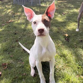 Halo -  Mixed Breed Dog for Adoption in Richmond, Virginia - Halo | PetCurious